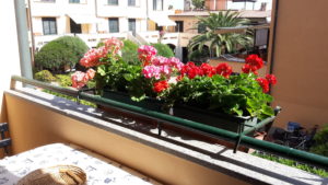 appartamento in affitto marciana marina